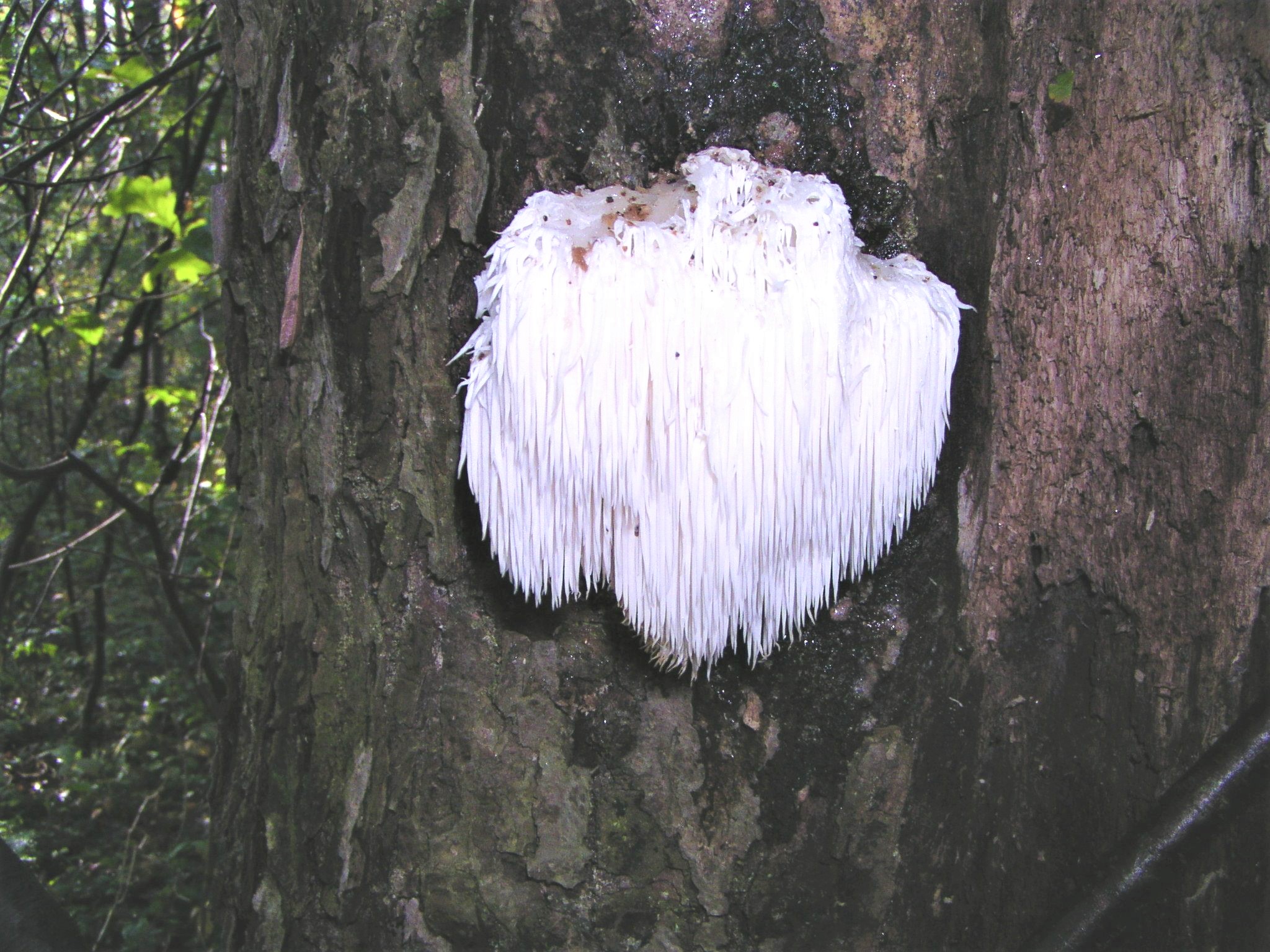 White Shag Fungi